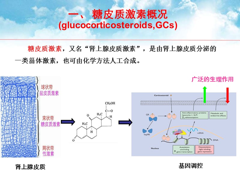 糖皮质激素及其临床应用ppt课件_第2页