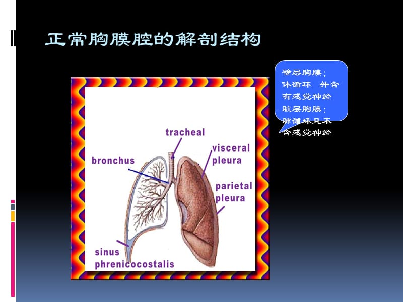 胸腔积液_第2页