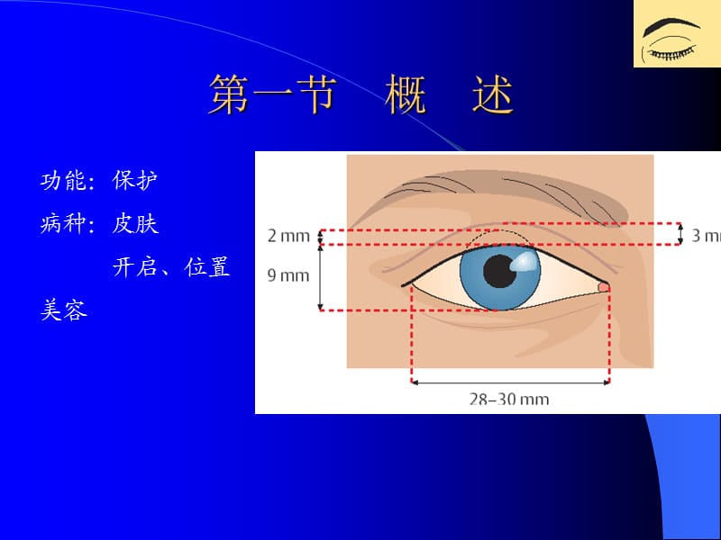 眼科学课件——眼睑、泪器病_第2页