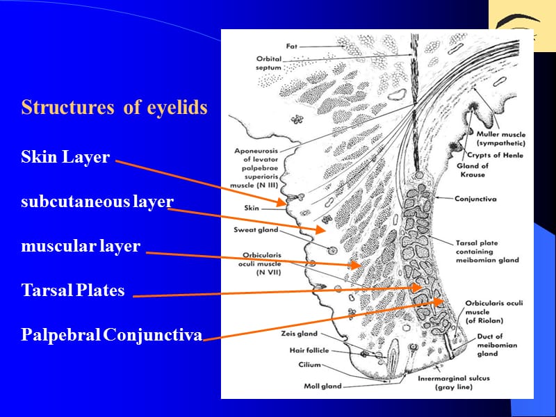 眼科学课件——眼睑、泪器病_第3页