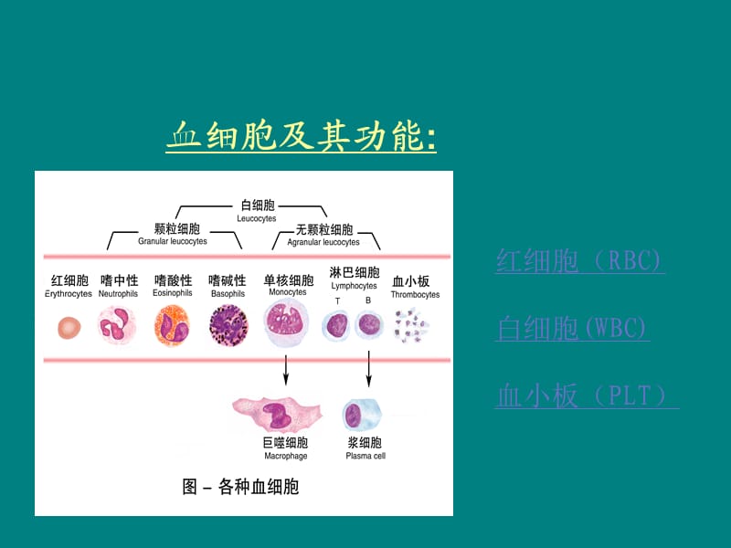 血液血细胞PPT课件_第2页