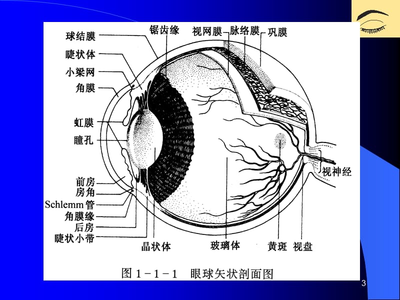 眼科学基础PPT课件_第3页