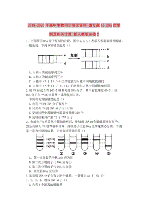 2019-2020年高中生物同步培優(yōu)資料 微專(zhuān)題16 DNA的復(fù)制及相關(guān)計(jì)算 新人教版必修2.doc