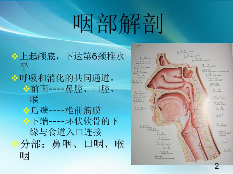 咽喉部解剖及生理窒息和喉阻塞的诊治ppt课件_第2页