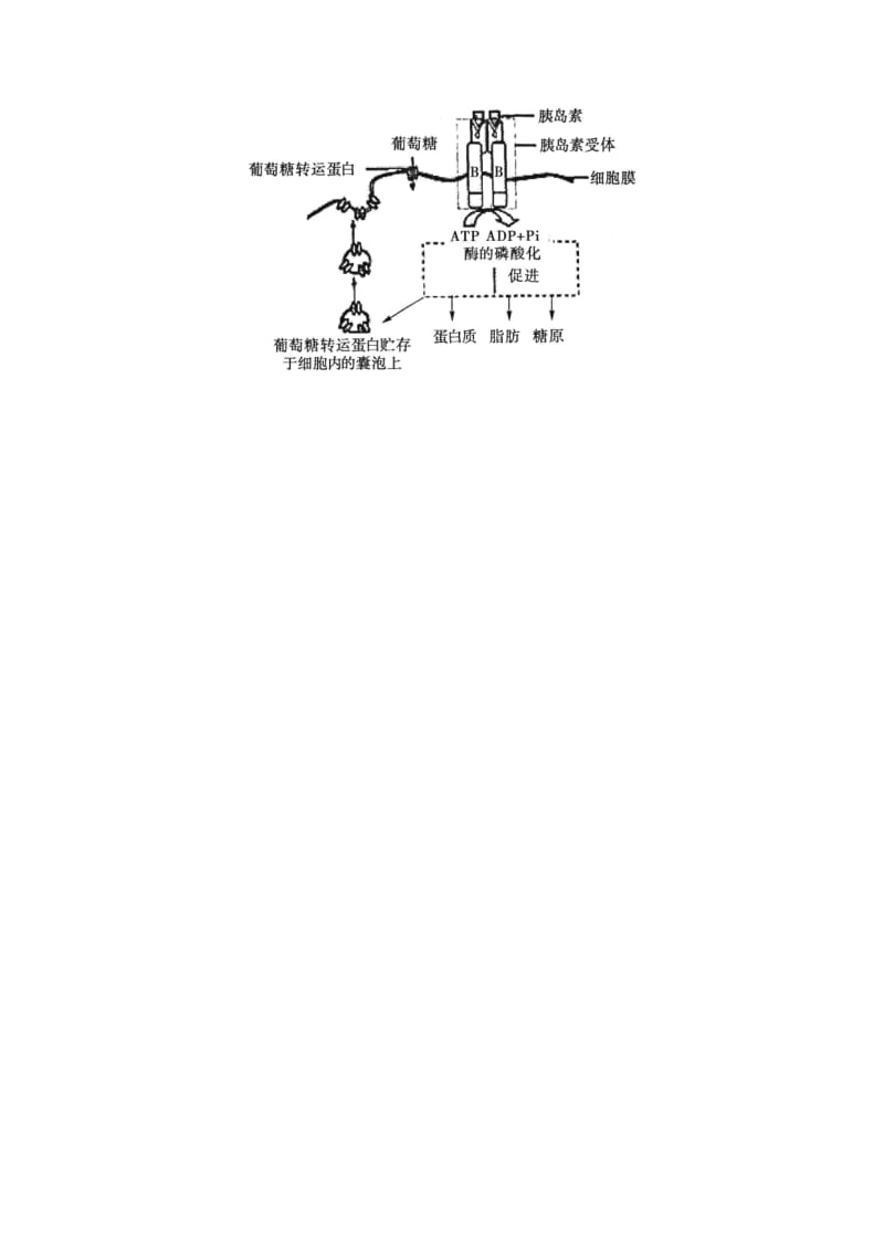 2019-2020年高三第一次高考模拟生物试题 含答案.doc_第3页