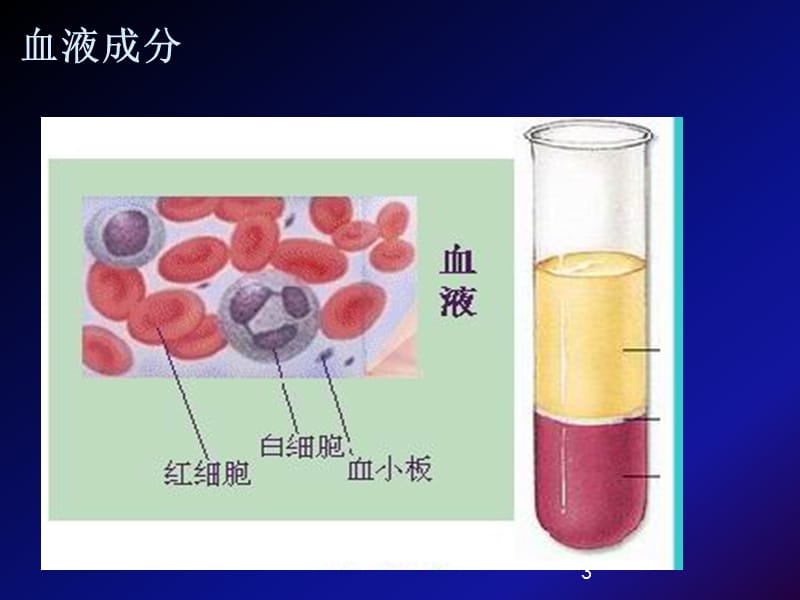 血常规的判读及临床意义PPT课件_第3页