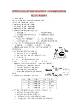 2019-2020年高中生物 第四章 基因的表達(dá) 第1節(jié) 基因指導(dǎo)蛋白質(zhì)合成練習(xí) 新人教版必修2.doc