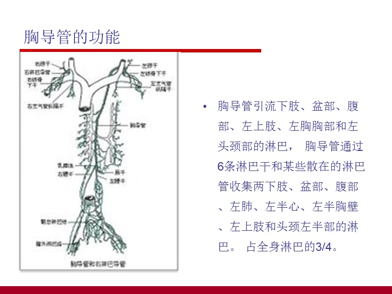 胸导管(thoracic duct)_第3页