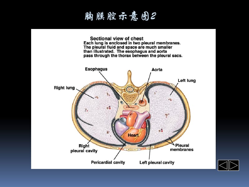 胸腔积液PPT课件_第2页