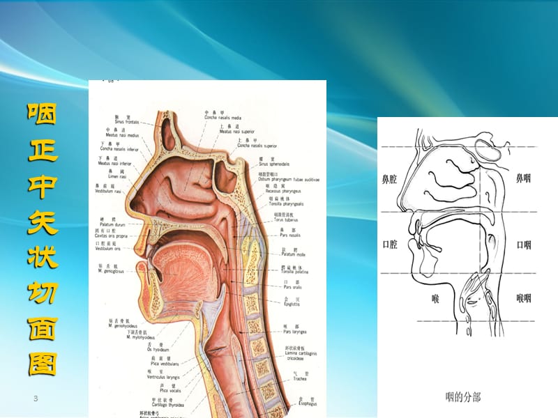 咽科学ppt课件_第3页