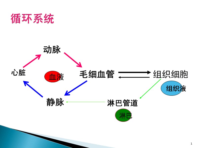 循环系统心动脉静脉ppt课件_第1页