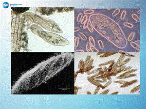 人教初中生物七上《第2單元 第2章 第4節(jié) 單細胞生物》PPT課件 (2)