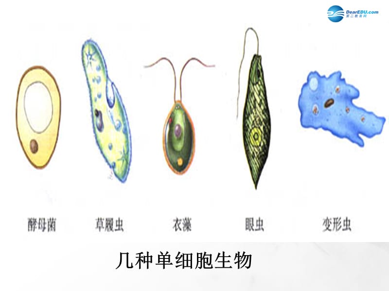 人教初中生物七上《第2单元 第2章 第4节 单细胞生物》PPT课件 (14)_第3页