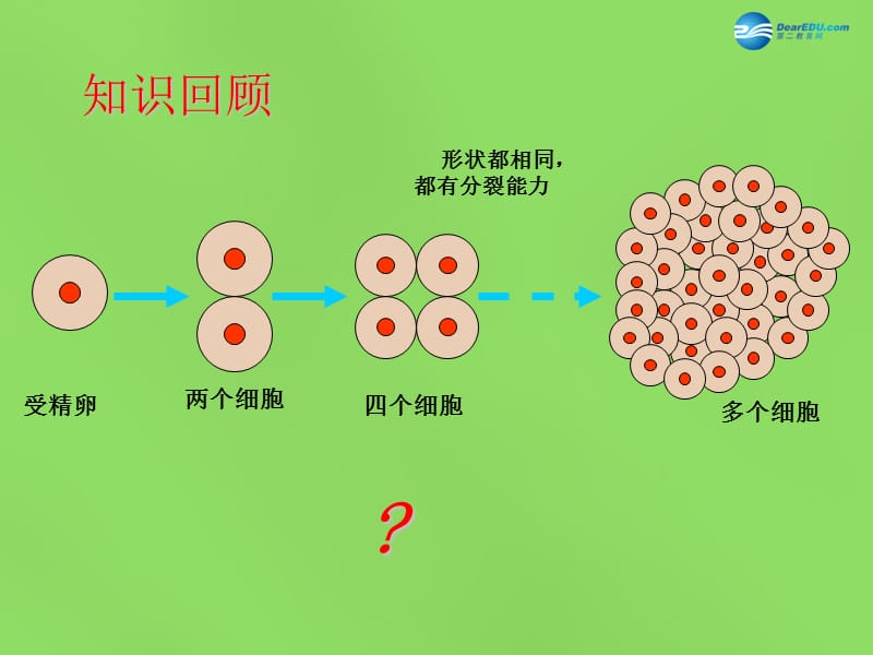 人教初中生物七上《第2单元 第2章 第2节 动物体的结构层次》PPT课件 (10)_第2页