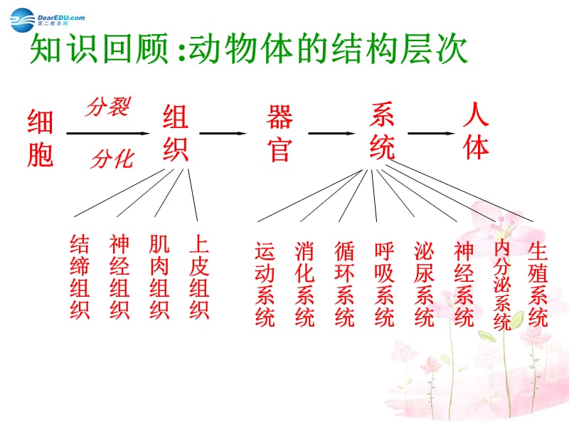 人教初中生物七上《第2单元 第2章 第3节 植物体的结构层次》PPT课件 (5)_第1页