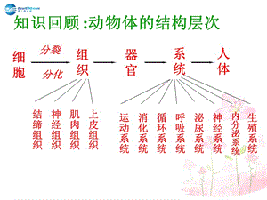 人教初中生物七上《第2單元 第2章 第3節(jié) 植物體的結(jié)構(gòu)層次》PPT課件 (5)