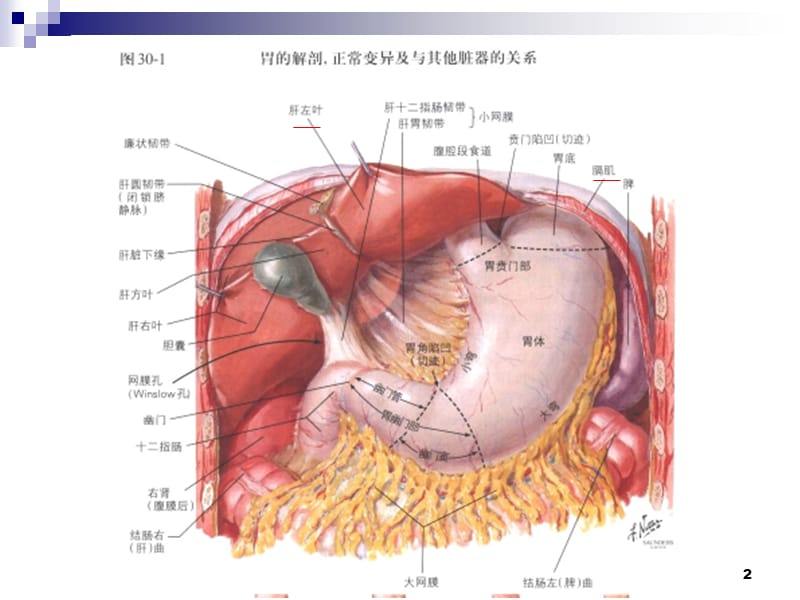 胃癌的外科治疗ppt课件_第2页