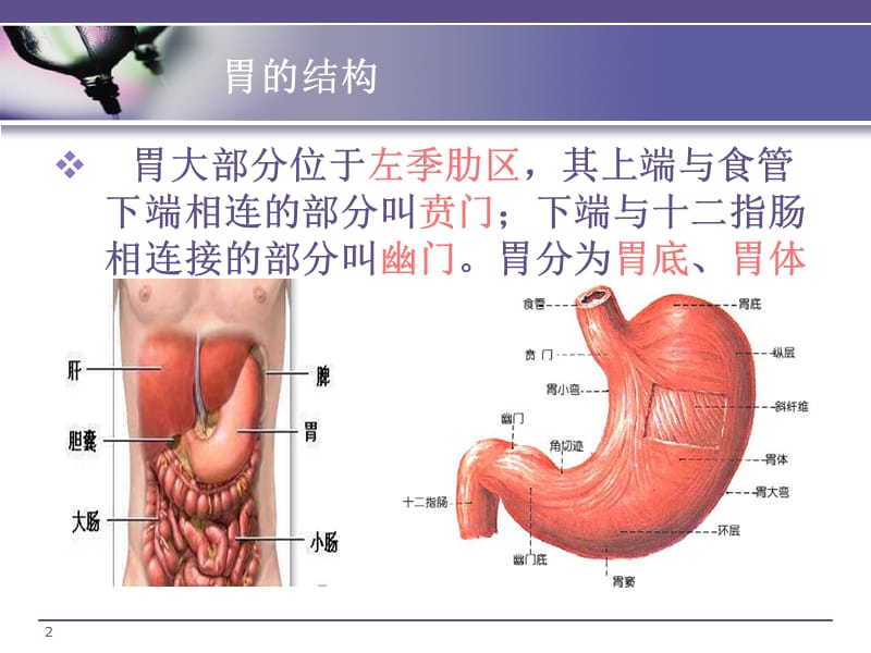 胃癌术后胃肠营养护理ppt课件_第2页