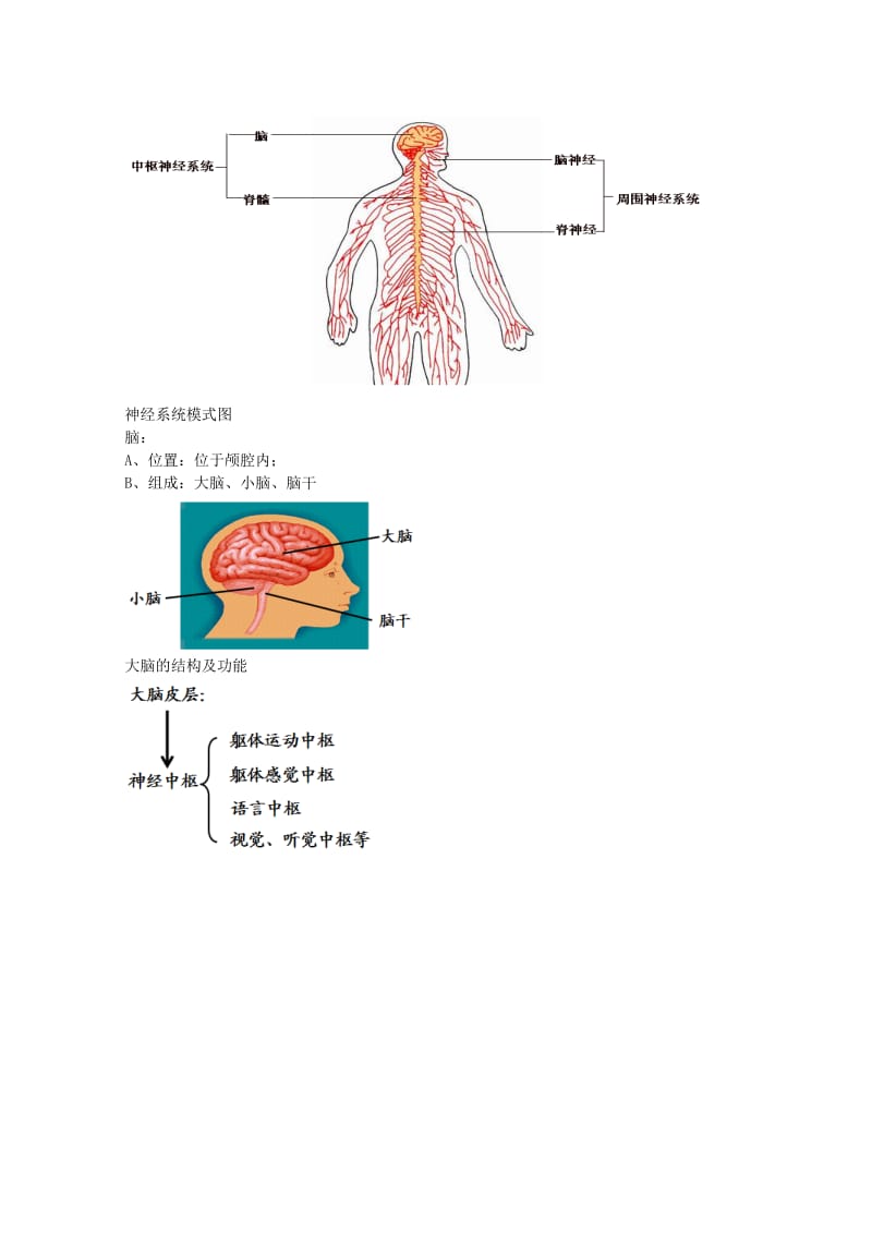 2019-2020年中考生物专题复习 十二 神经调节和激素调节讲义 新人教版.doc_第2页