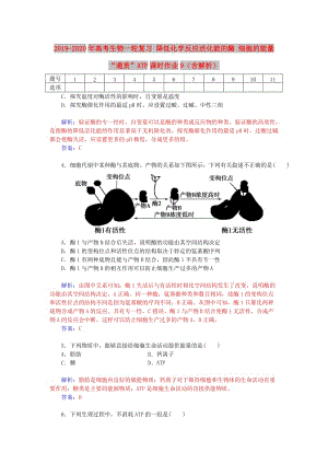 2019-2020年高考生物一輪復(fù)習(xí) 降低化學(xué)反應(yīng)活化能的酶 細(xì)胞的能量“通貨”ATP課時作業(yè)9（含解析）.doc