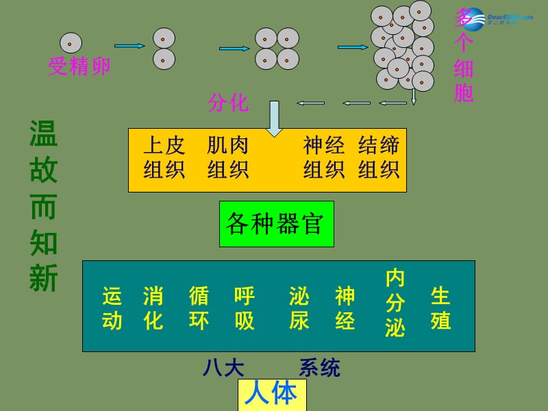 人教初中生物七上《第2单元 第2章 第3节 植物体的结构层次》PPT课件 (13)_第3页