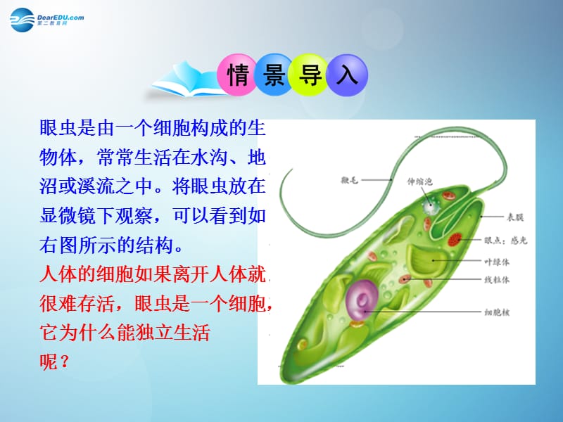 人教初中生物七上《第2单元 第2章 第4节 单细胞生物》PPT课件 (3)_第3页