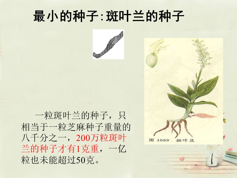 人教初中生物七上《第3单元 第1章 第2节 种子植物》PPT课件 (2)_第3页