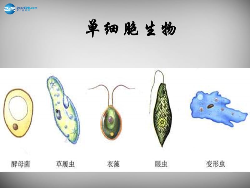 人教初中生物七上《第2单元 第2章 第4节 单细胞生物》PPT课件 (4)_第1页