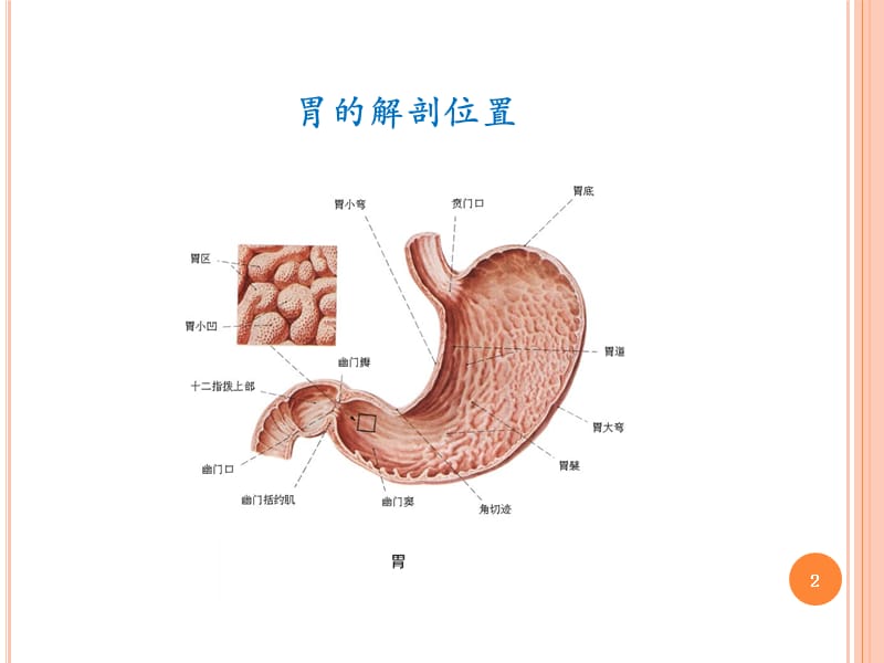 胃癌病人的护理ppt课件_第2页