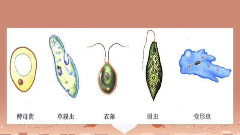 人教初中生物七上《第2单元 第2章 第4节 单细胞生物》PPT课件 (17)_第2页