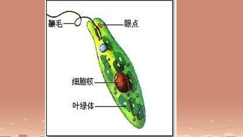 人教初中生物七上《第2单元 第2章 第4节 单细胞生物》PPT课件 (17)_第3页