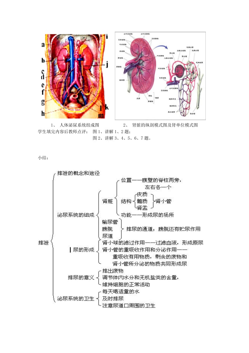 2019-2020年七年级生物下册 第二节尿的形成与排出教案 北师大版.doc_第2页