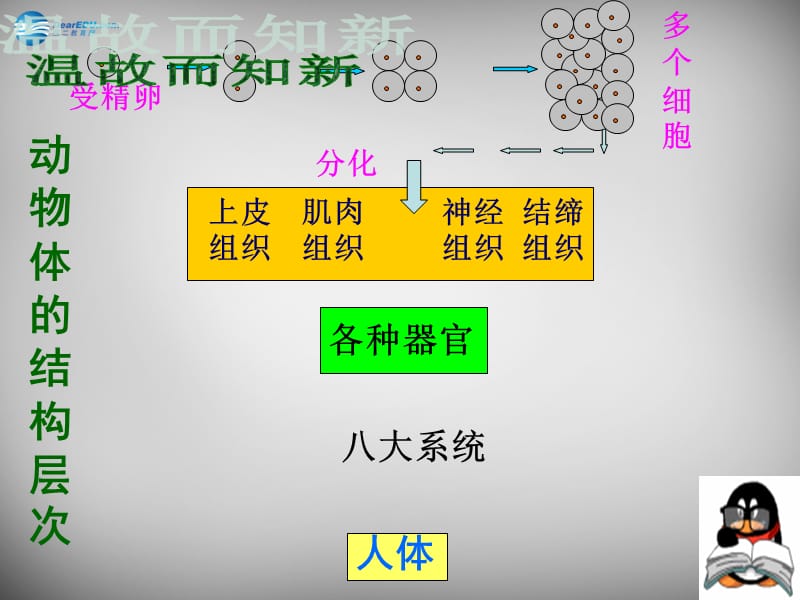 人教初中生物七上《第2单元 第2章 第3节 植物体的结构层次》PPT课件 (15)_第2页