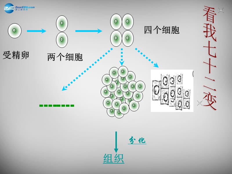 人教初中生物七上《第2单元 第2章 第3节 植物体的结构层次》PPT课件 (15)_第3页