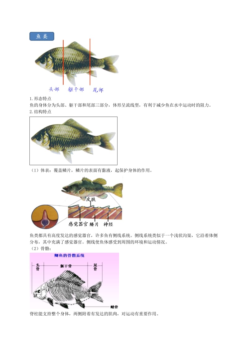 2019-2020年中考生物专题复习 十三 动物的分类 二 脊椎动物（上）讲义 新人教版.doc_第2页