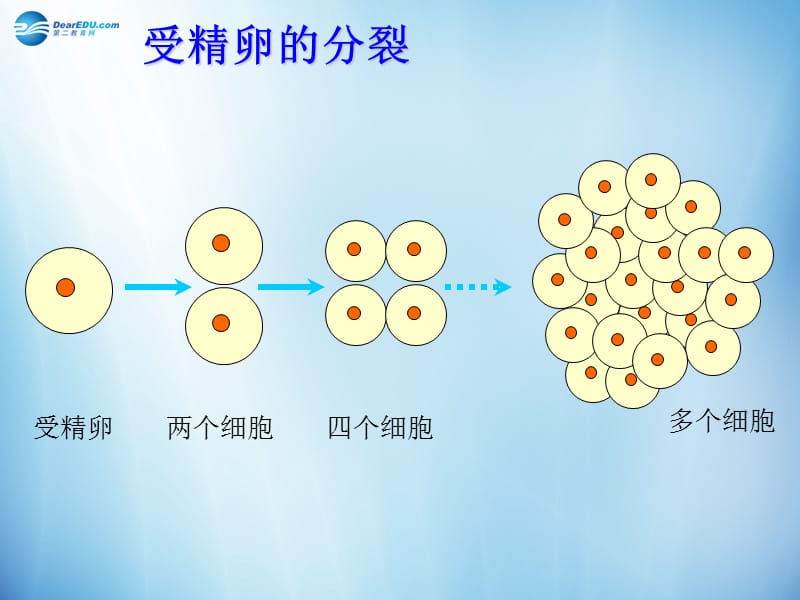 人教初中生物七上《第2单元 第2章 第2节 动物体的结构层次》PPT课件 (7)_第3页