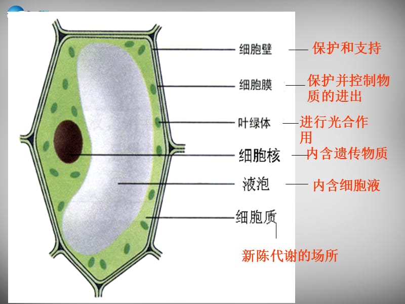 人教初中生物七上《第2单元 第1章 第3节 动物细胞》PPT课件 (1)_第2页