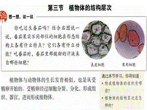 人教初中生物七上《第2單元 第2章 第3節(jié) 植物體的結(jié)構(gòu)層次》PPT課件 (6)