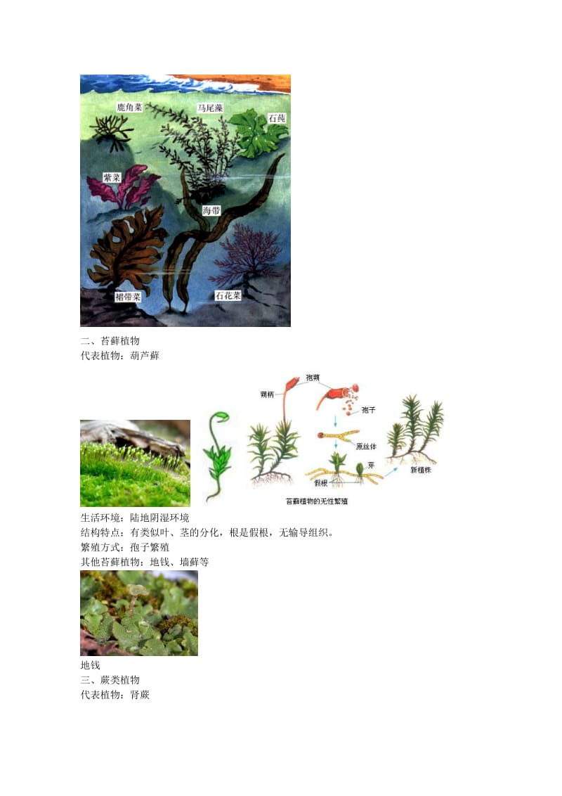 2019-2020年中考生物专题复习四绿色植物的主要类群讲义新人教版.doc_第2页