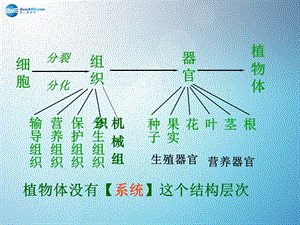 人教初中生物七上《第2單元 第2章 第4節(jié) 單細胞生物》PPT課件 (1)