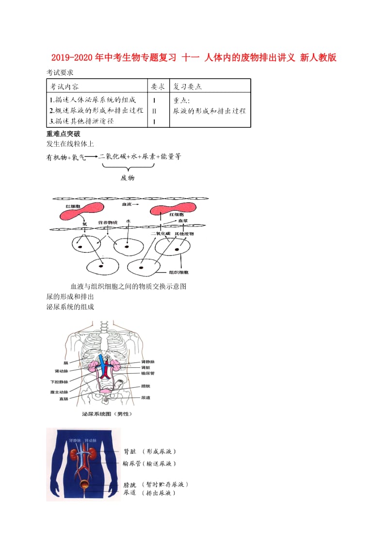 2019-2020年中考生物专题复习 十一 人体内的废物排出讲义 新人教版.doc_第1页