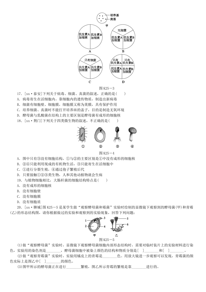 2019-2020年中考生物复习方案 主题八 生物的多样性 第25课时 细菌、真菌和病毒作业手册.doc_第3页