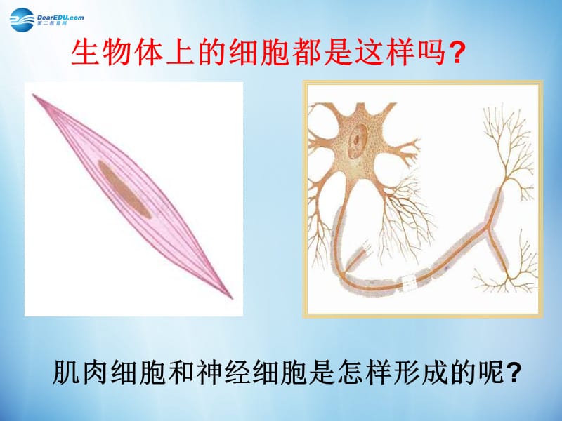 人教初中生物七上《第2单元 第2章 第2节 动物体的结构层次》PPT课件 (8)_第3页