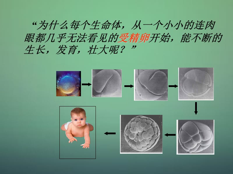 人教初中生物七上《第2单元 第2章 第1节 细胞通过分裂产生新细胞》PPT课件 (10)_第2页