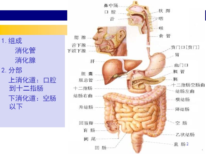 胃炎精华版ppt课件_第2页