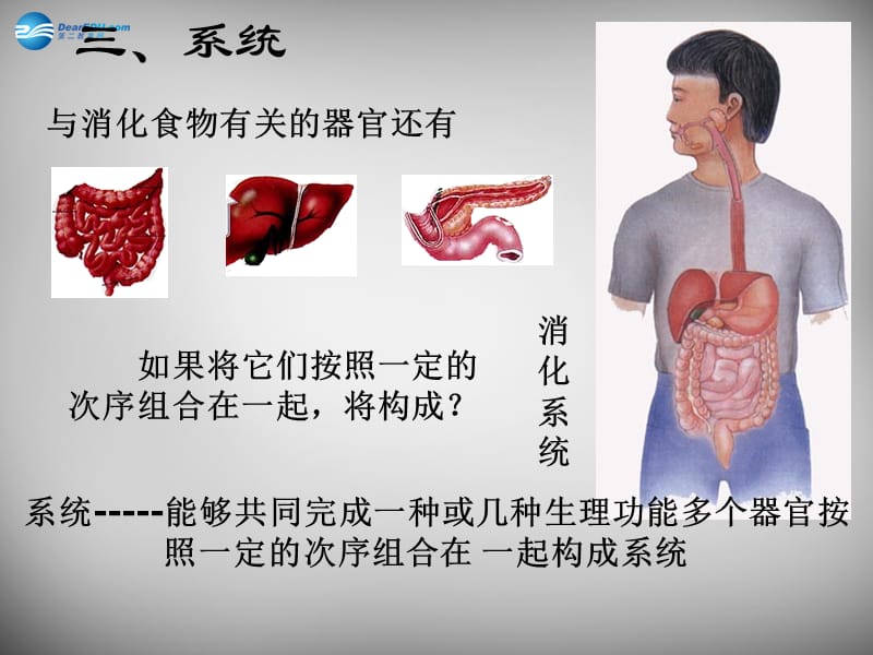 人教初中生物七上《第2单元 第2章 第2节 动物体的结构层次》PPT课件 (18)_第3页