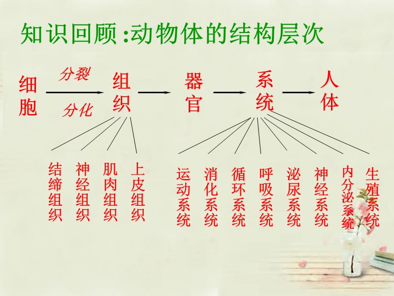 人教初中生物七上《第2单元 第2章 第3节 植物体的结构层次》PPT课件 (4)_第1页