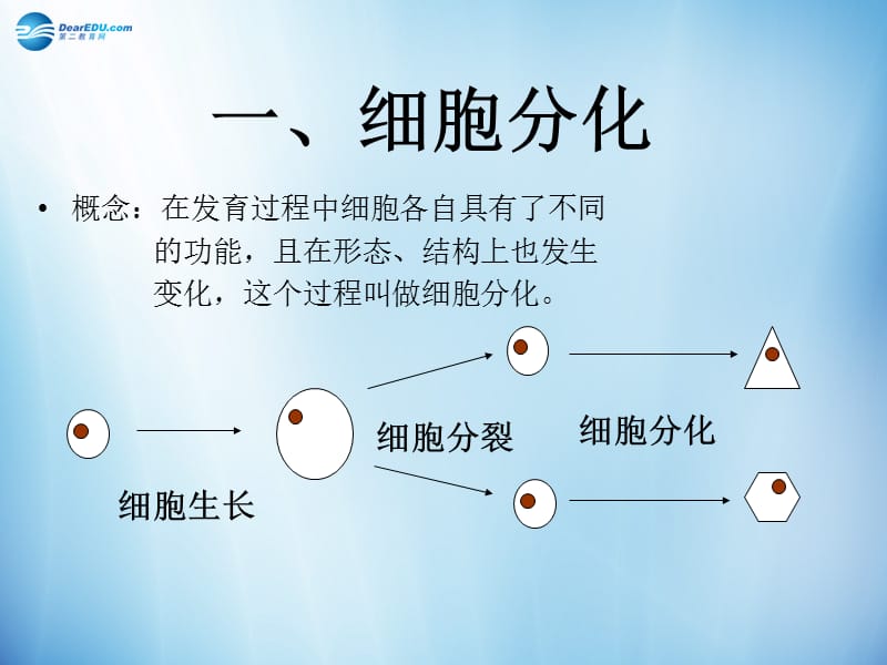 人教初中生物七上《第2单元 第2章 第3节 植物体的结构层次》PPT课件 (8)_第2页