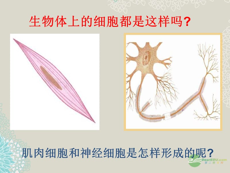 人教初中生物七上《第2单元 第1章 第3节 动物细胞》PPT课件 (5)_第3页