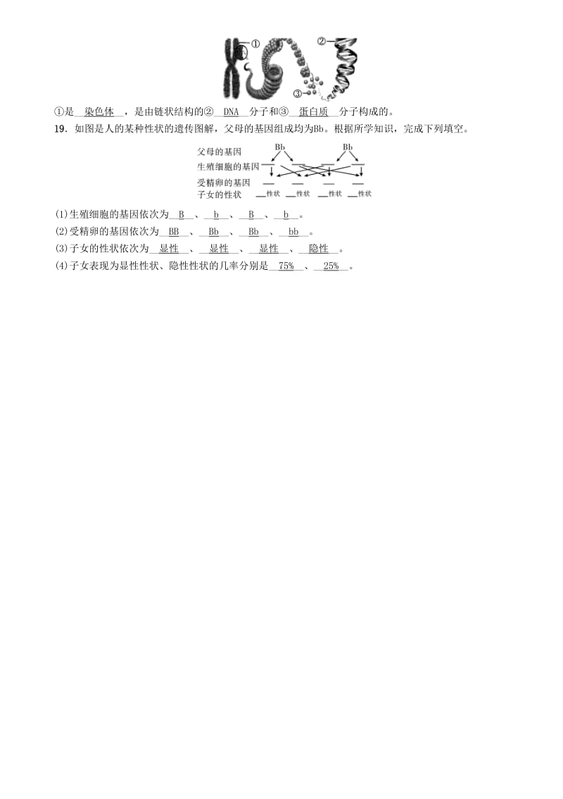 2019-2020年中考生物总复习必背知识过关卡16遗传和变异.doc_第2页